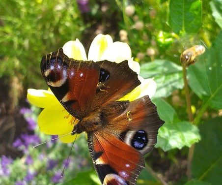 Master of the Garden