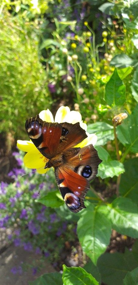 Red Admiral butterfly